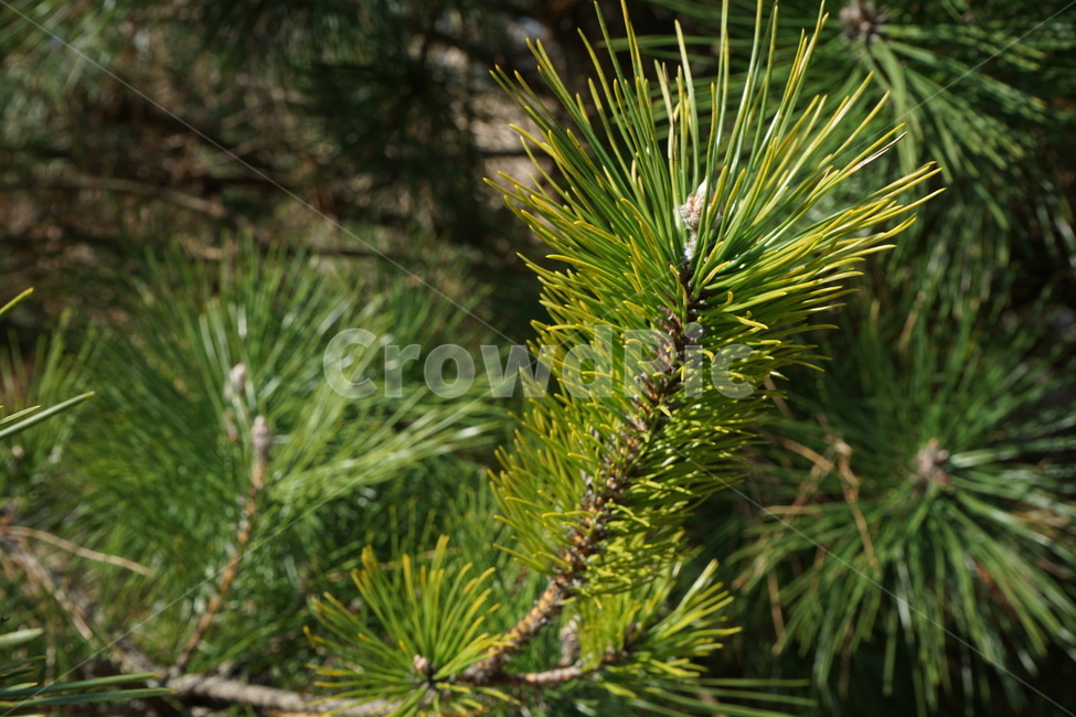 소나무,상록수,침엽수,pine,식물,plant,tree,나무