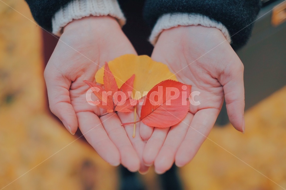 단풍,낙엽,감성사진,가을,자연,가을,계절,fall,autumn,season,감성,sensible,feeling,색깔,색상,색채,색감,color sense,color sensitivity,feeling of color,plant,식물,leaf,잎
