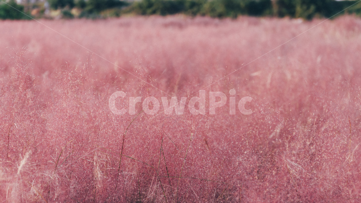 nature,자연,핑크뮬리,뮬리,풀밭,가을풍경,pinkmuhly,grass,가을,계절,fall,autumn,season,잔디,plant,식물,field,들,grassland,목초지,outdoors,옥외