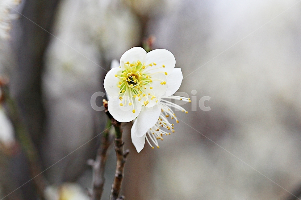 살구꽃,꽃,살구나무,자연,배경,봄,계절,spring,season,식물,자연,plants,nature,꽃,flower,plant