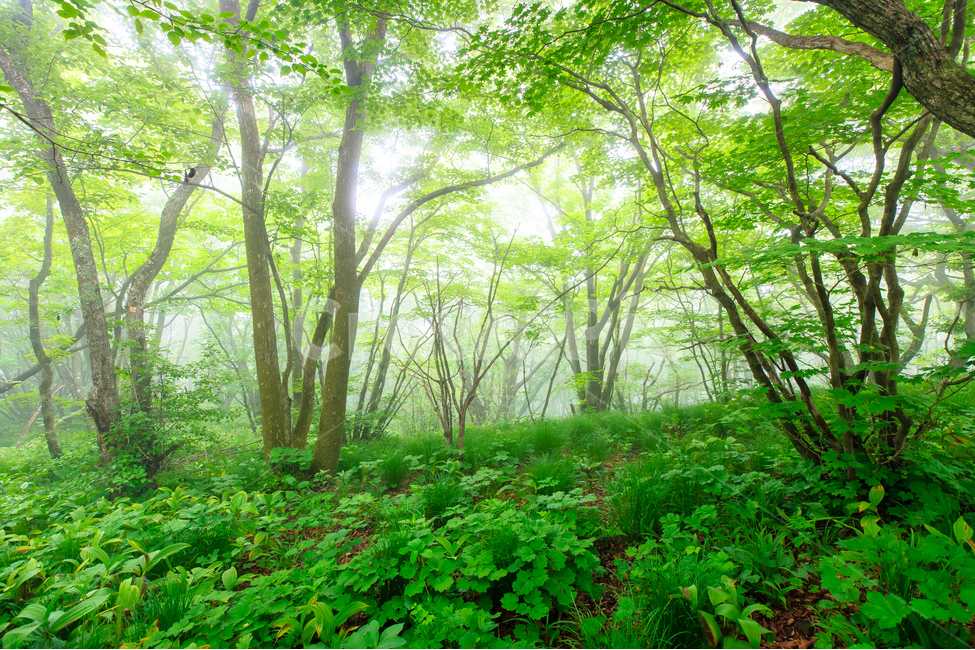 가리왕산,숲,나무,초록,자연,안개,연두,풀,자연,풍경,nature,landscape,휴식,힐링,rest,relaxation,healing,vegetation,초목,plant,식물,tree,pottery,도기류,jar,항아리,potted plant,화분,forest,woodland,삼림지,land,땅,outdoors,옥외