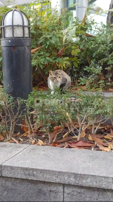 동물,고양이,힐링,길고양이,cat