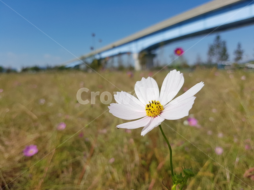 plant,식물,코스모스,자연,가을,꽃,flower,fall,nature,식물,자연,plants,nature,꽃,flower