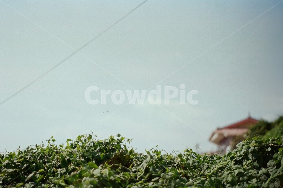 하늘,sky,식물,plant,up,파랑,초록,blue,green