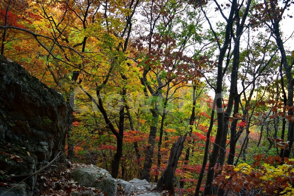 설악산,가을,풍경,단풍,탐방,국립공원,파란하늘,가을색,오색,울긋불긋,알록달록,그림같은,칼라풀,뷰티플,아름다운,힐링,감성,자연,정취,산세,명산,100대명산,nature,산,등산,트레킹,비경,경치,사진,색채,가을의정취,가을,계절,fall,autumn,season,자연,풍경,nature,landscape,한국자연풍경,한국자연경관,korea nature landscape,plant,식물,tree,나무,tree trunk,나무 줄기