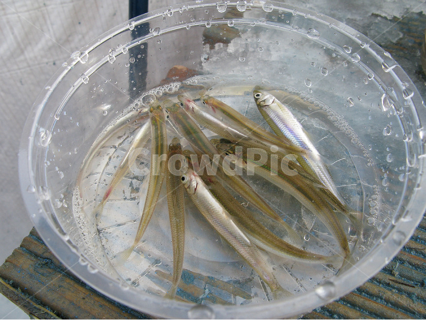 빙어,겨울,빙어낚시,빙어잡음,겨울빙어,동물,animal,어류,물고기,fish