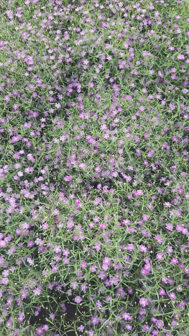 꽃,안개,분홍,초록,귀여움,식물,자연,plants,nature,꽃,flower