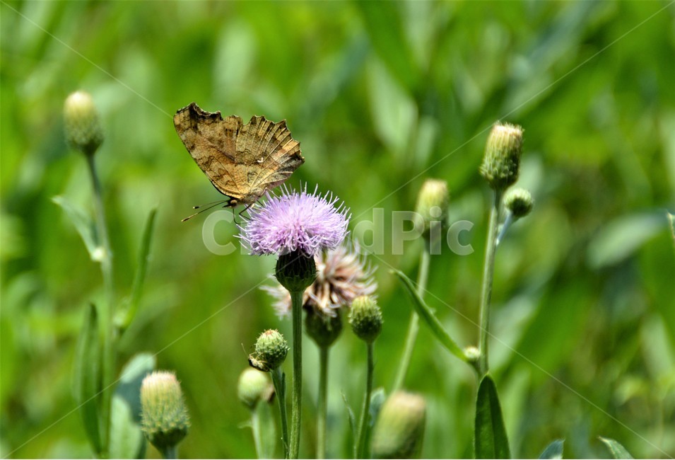 나비,꽃,식물,자연,정원,식물,자연,plants,nature,꽃,flower,동물,animal,곤충,벌레,insect,bug