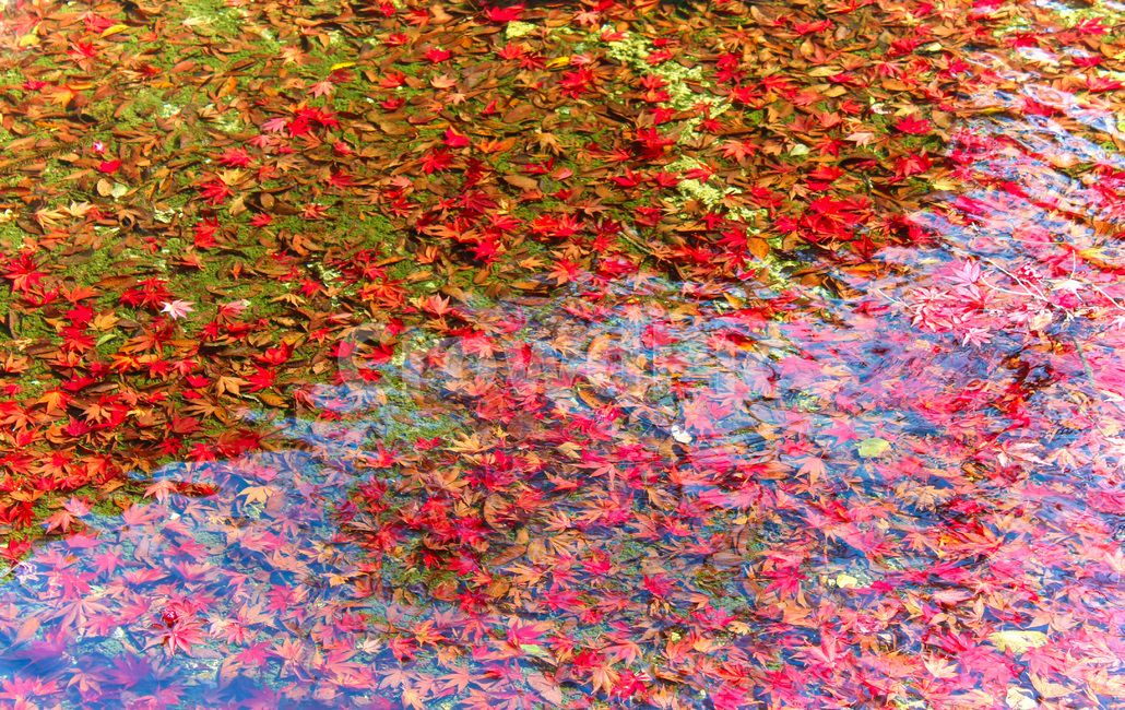 가을,단풍,낙옆,꽃잎,자연,연못속의단풍,물속단풍잎,연못,반영,가을,계절,fall,autumn,season,식물,자연,plants,nature
