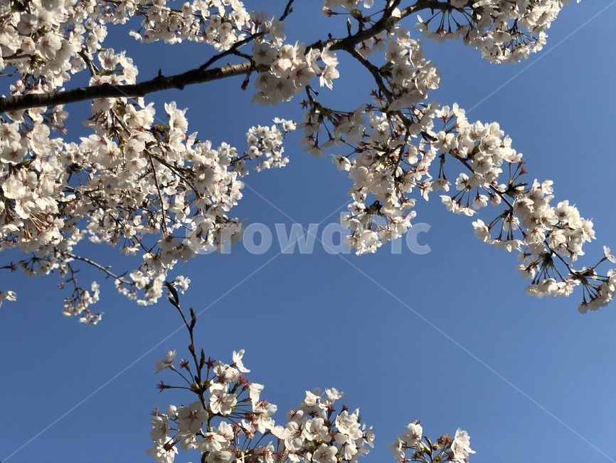 벚꽃,봄,cherryblossoms,plant,식물,flower,blossom,하늘,sky
