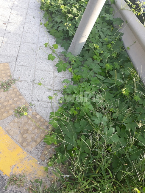 보도블럭,시골길,길바닥,잡초,바닥