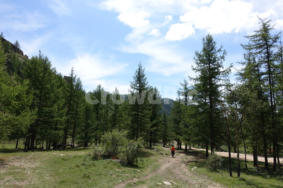 나무,자연,숲길,사람,tree,자연,풍경,nature,landscape,plant,식물,fir,전나무