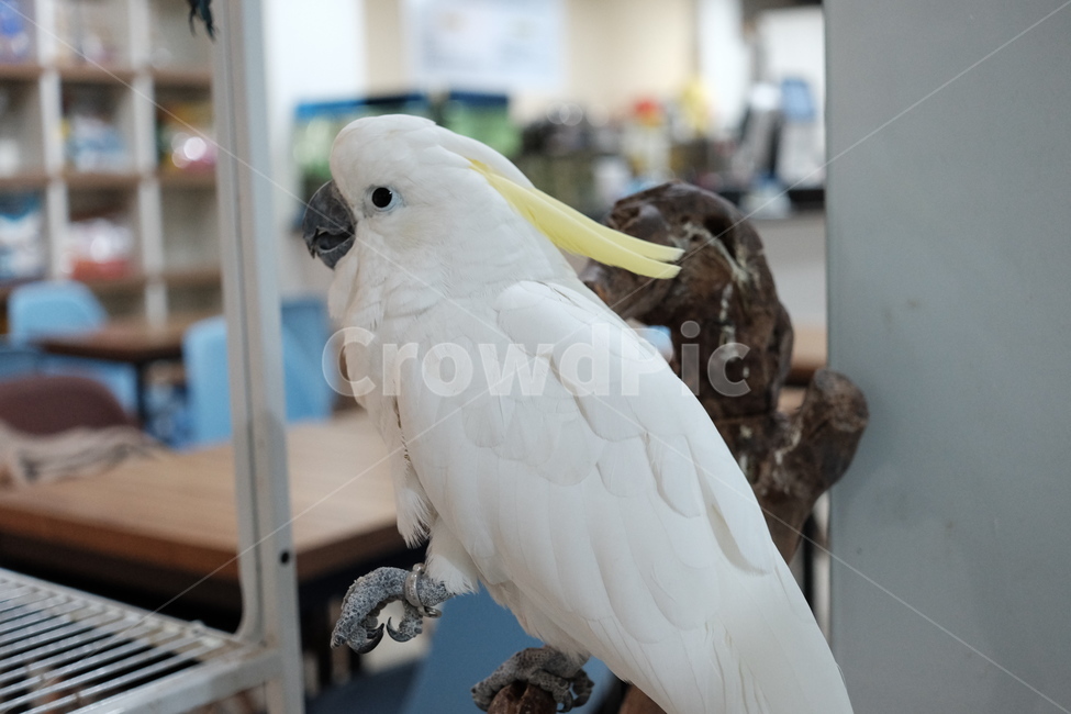 동물,animal,bird,새,앵무새