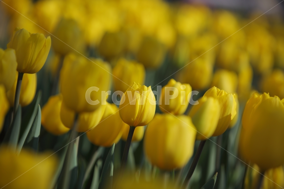 꽃,flower,튤립,tulip,노랑,yellow,식물,식물,자연,plants,nature,꽃,flower
