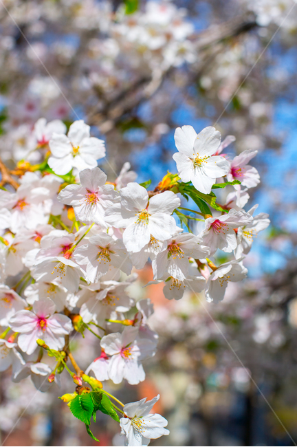plant,식물,flower,blossom,꽃,벚꽃,나무,벚꽃나무,벚나무