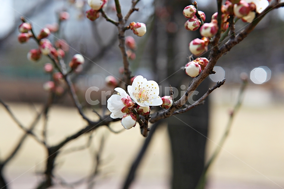 매화,매화꽃,꽃,꽃잎,봄꽃,봄,매화나무,식물,식물,자연,plants,nature,꽃,flower