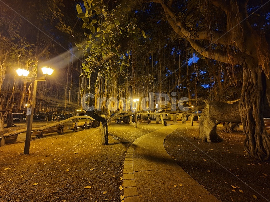 하와이,마우이,반얀트리,라하이나마을,공원,hawaii,야경,나무,tree,maui,lahaina,banyantree,park,빛,light,도로,길,조명,야경,밤,풍경,nightscape,night,landscape
