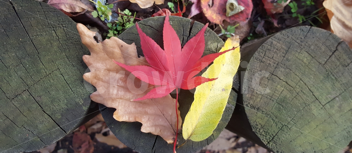 단풍,가을,낙엽,소요산,가을산행,가을,계절,fall,autumn,season,식물,자연,plants,nature,leaf,잎,plant,tree,나무