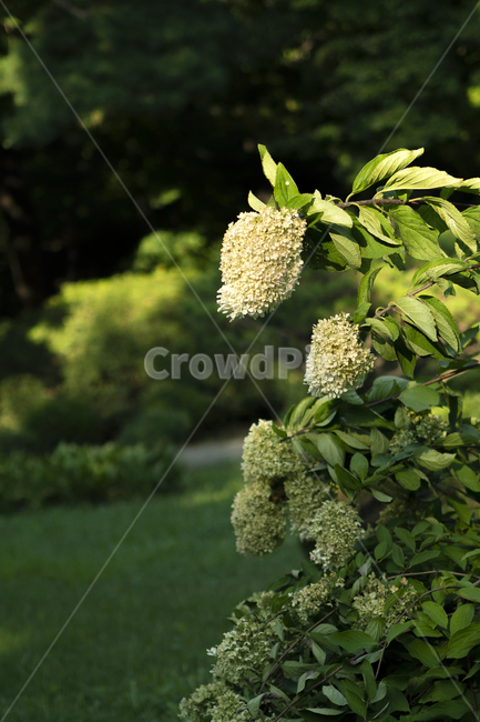 자연,풀,접사,nature,grass,식물,자연,plants,nature,꽃,flower