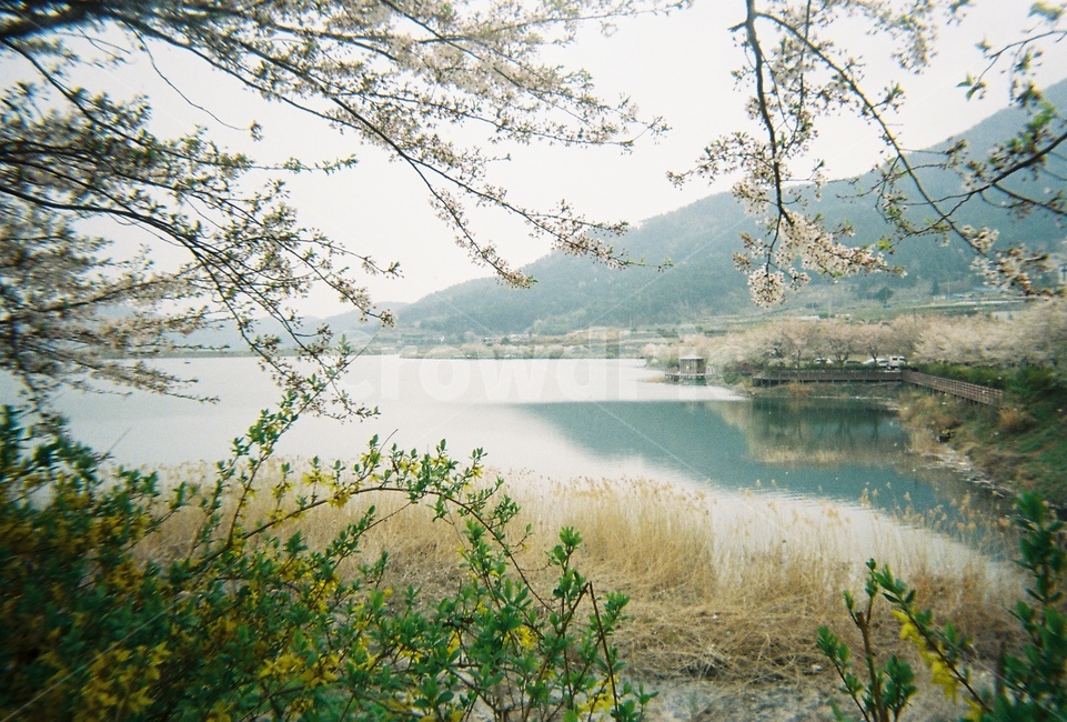 여수,벚꽃,승월마을,여수벚꽃명소,여수숨은명소,전원,전원풍경,꽃놀이,꽃구경,개나리,벚꽃명소,숨은명소