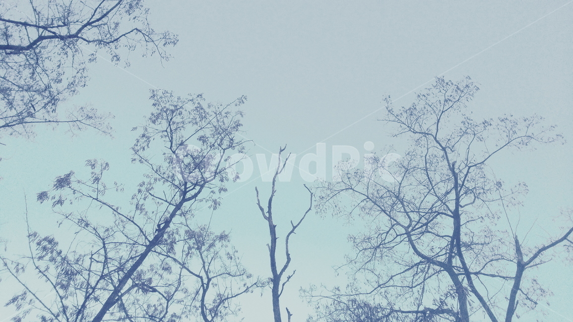 나무,나뭇가지,쓸쓸함,우울함,lonely,하늘,tree,abough,outdoors,옥외,depressed,melancholy,gloomy,식물,자연,plants,nature,나무,trees,wood