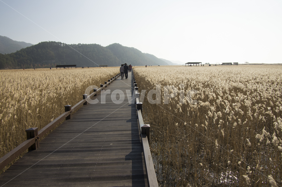 순천만,순천,순천만습지,갈대,갈대밭,남해안,산책로,다리,난간,풍경