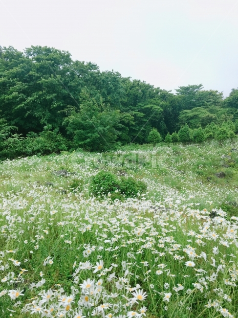 들판,숲,꽃,꽃밭,하얀꽃,자연,풍경,nature,landscape,outdoors,옥외,grassland,목초지,field,들,farm,농장,rural,농촌