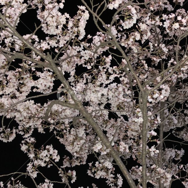 벚꽃,꽃,봄,밤,나무,flower,blossom,cherryblossom,plant,식물