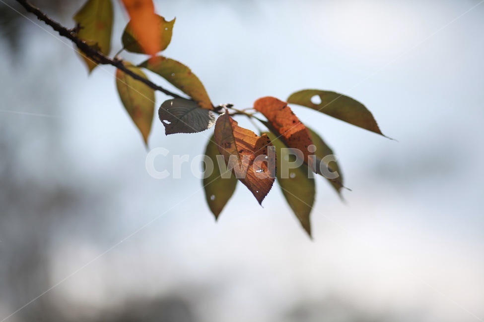 식물,나뭇잎,보케,나무,감성,식물,자연,plants,nature