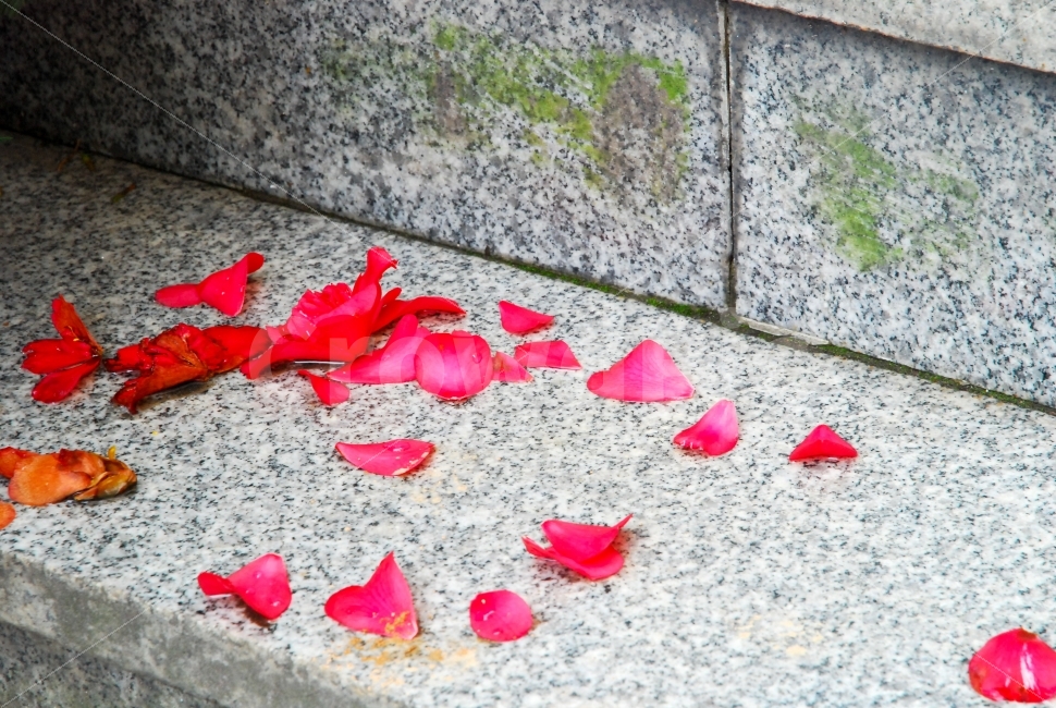 진해,진해군항제,군항제,동백꽃,경남,일상,자연,니콘,NIKON,D80,DSLR,사진,여행,정취,느낌,파스텔톤,파스텔,추억,풋사랑,첫사랑,수줍음,봄,진해역,야경,로망스,사랑,붉은꽃,빨간꽃,식물,자연,plants,nature,꽃,flower