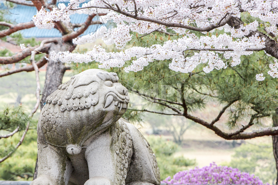 벗꽃,풍경,해태상,조형물,석상,봄,봄,계절,spring,season,한국전통,한국문화,korean traditional,korean culture,조각상,동상,석상,조형물,statue,bronze statue,stone statue,plant,식물,blossom,꽃,flower