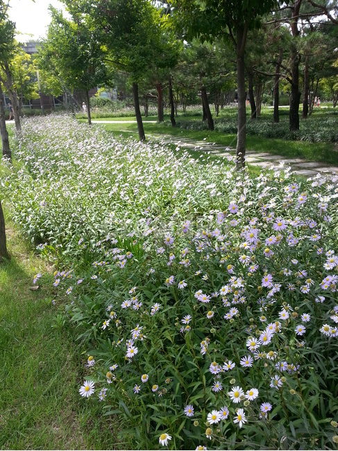 plant,식물,구절초,꽃,flower