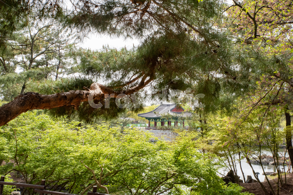 자연,풍경,nature,나무,가옥,유적지,안압지,자연,풍경,nature,landscape,한국자연풍경,한국자연경관,korea nature landscape,outdoors,옥외,garden,정원,arbour,정자