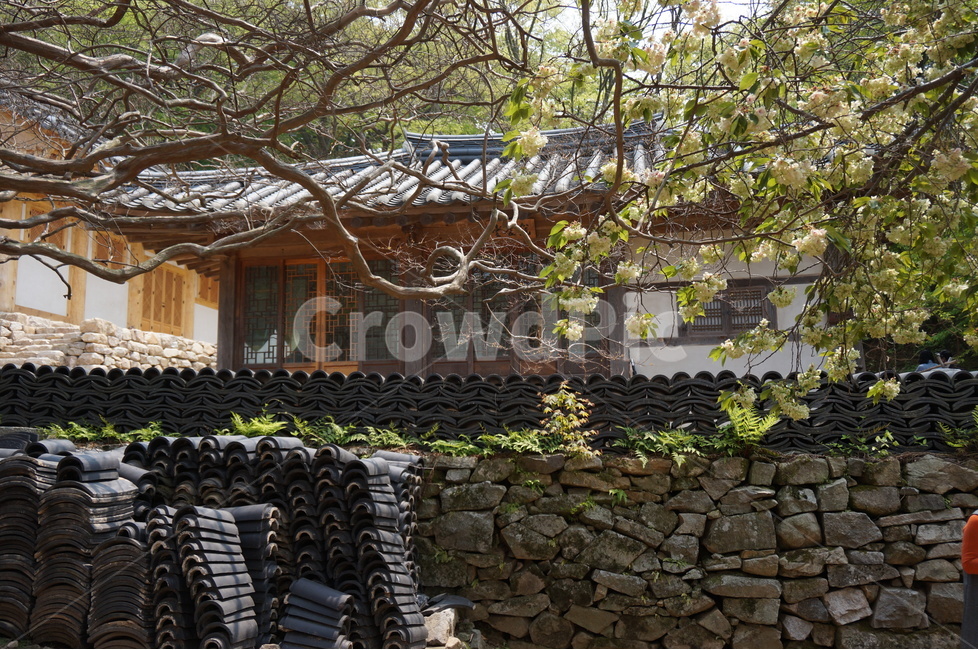청벚꽃,꽃,봄,맑음,풍경,봄,계절,spring,season,한국전통,한국문화,korean traditional,korean culture,식물,자연,plants,nature,꽃,flower,wall,벽