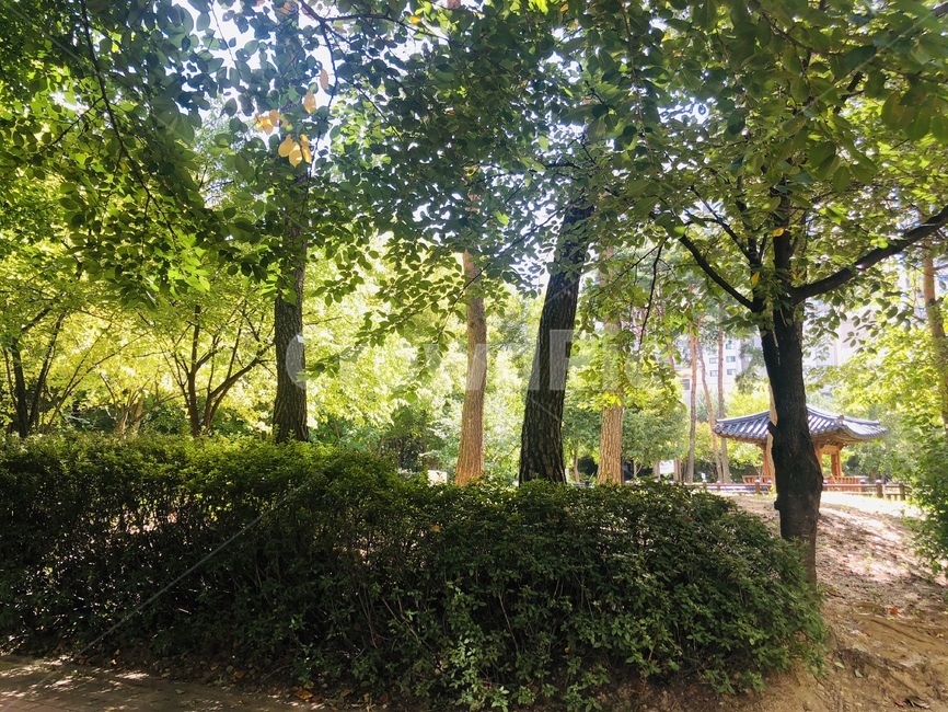 sunset,tree,nature,자연,선셋,나무,아파트단지,treetrunk,나무줄기,자연,풍경,nature,landscape,나무,trees,wood,plant,식물,tree trunk,나무 줄기