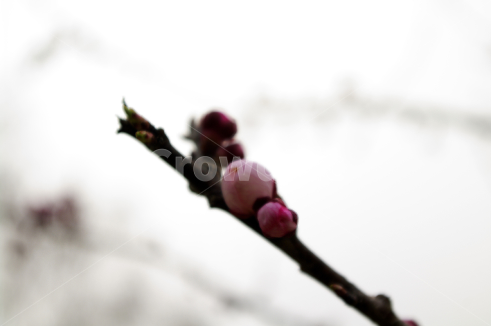 꽃,flower,매화,식물,plant,봄,spring,계절,식물,자연,plants,nature,꽃,flower