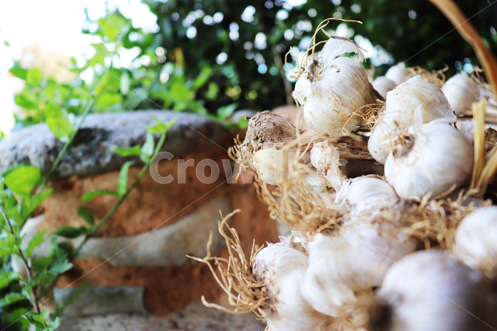 마늘,묶음,garlic,농산물,농작물,건조,식재료,갈릭,음식,식재료,요리,food,cook,meal,dishes,food reserves,채소,야채,vegetables