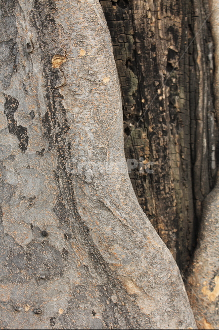 나무결,선,옹이,knot,문양,식물,자연,plants,nature,나무,trees,wood