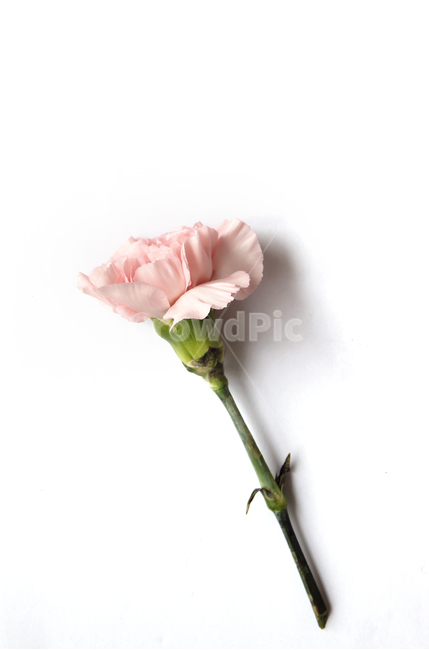 카네이션,꽃,감사,고마움,어버이날,스승의날,기념일,핑크,분홍색,분홍,pink,thanks,closeup,flower,카네이션꽃,생화,식물,신선한,꽃,flower,가족,패밀리,family,기념일,축하,anniversary,congratulation,celebrate,celebration,누끼,remove background