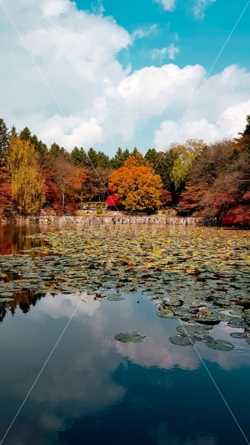 가을,단풍,하늘,연못,구름,korea,autumn,sky,maple,cloud,colorful,가을,계절,fall,autumn,season,자연,풍경,nature,landscape,한국자연풍경,한국자연경관,korea nature landscape,plant,식물,tree,나무