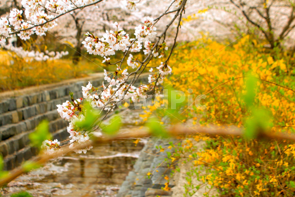 벚꽃,cherryblossom,봄꽃,flower,꽃,blossom,개나리꽃,spring