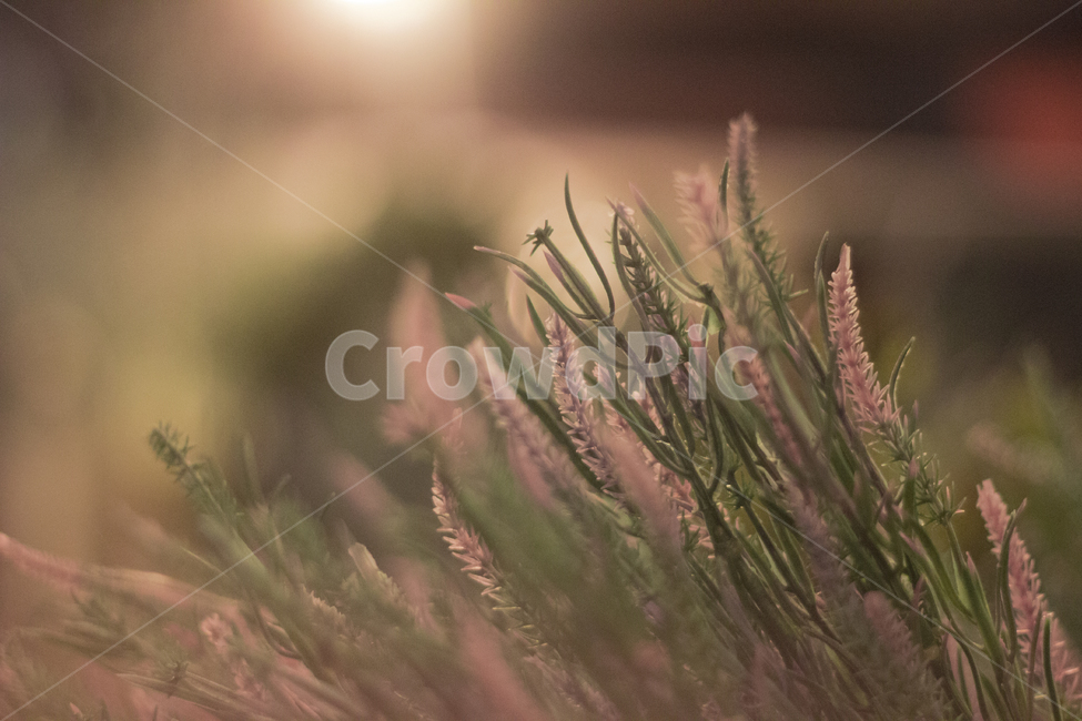 보케,꽃,식물,아웃포커싱,빛망울,식물,자연,plants,nature,꽃,flower,감성,sensible,feeling
