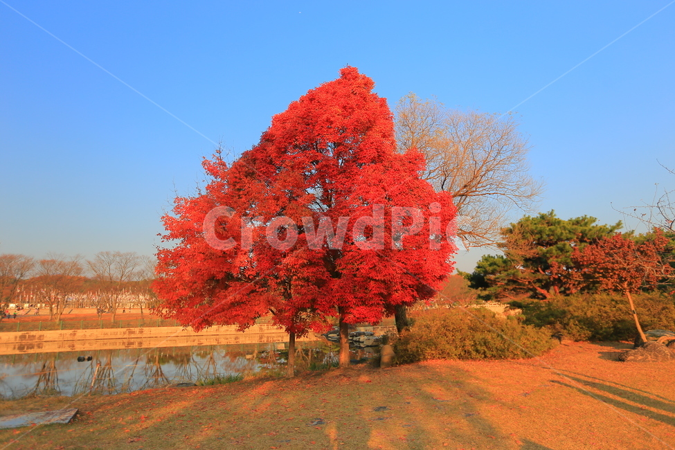 단풍나무,풍경,가을,가을풍경,단풍잎,가을,계절,fall,autumn,season,자연,풍경,nature,landscape,tree,나무,plant,식물,maple,단풍