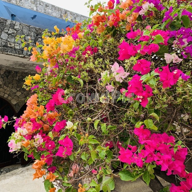plant,식물,blossom,꽃,geranium,제라늄,flower,꽃나무,식물,자연,plants,nature,꽃,flower