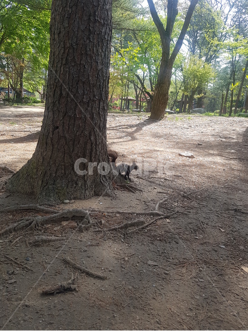 나무,동물,숲,자연,힐링,식물,자연,plants,nature,나무,trees,wood,동물,animal