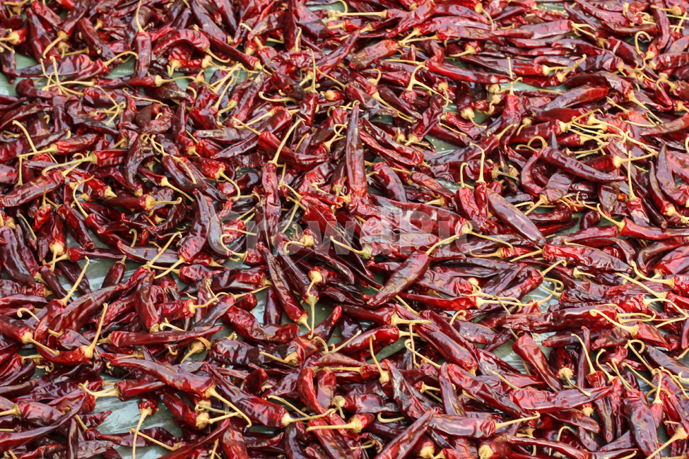고추,김장,가을,빨간고추,태양초,양념,고추가루,야채,음식,음식,식재료,요리,food,cook,meal,dishes,food reserves,채소,야채,vegetables