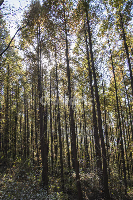 가을,나무,낙엽,숲,산림,자연,풍경,nature,landscape,식물,plants,나무,trees,wood,tree,plant,outdoors,옥외,land,땅,vegetation,초목,woodland,삼림지,forest,grove,작은 숲