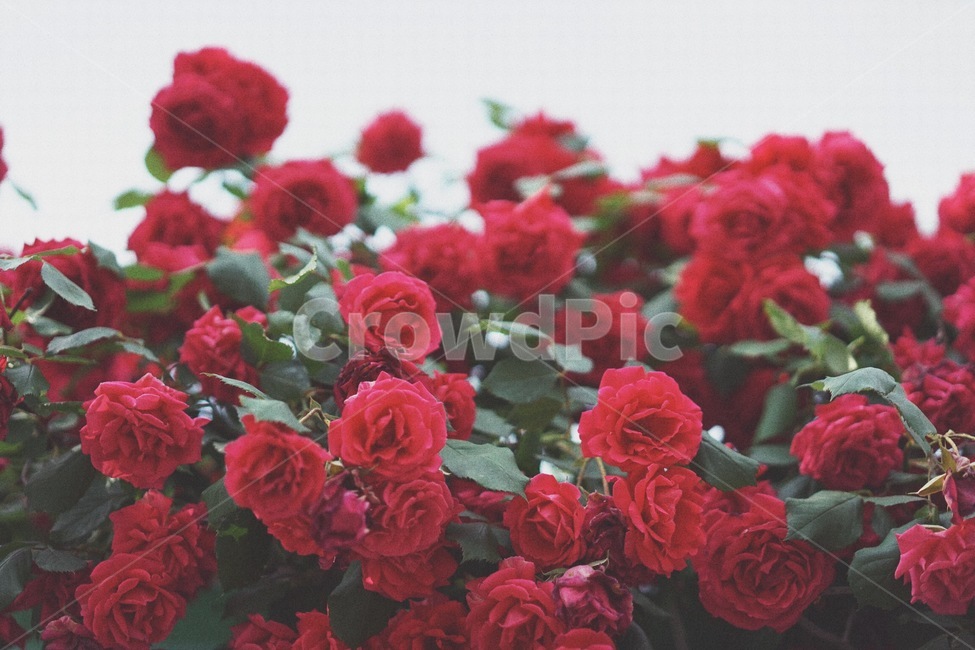 장미덩쿨,장미,로즈,rose,꽃,넝쿨,붉은색,식물,자연,plants,nature,꽃,flower
