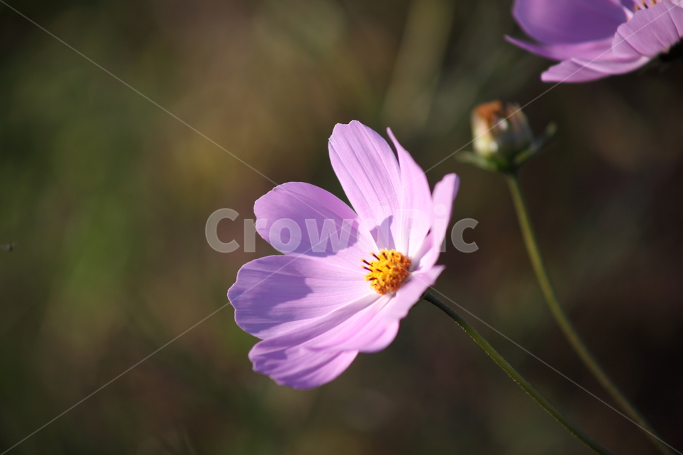코스모스,꽃,식물,가을꽃,cosmos,식물,자연,plants,nature,꽃,flower