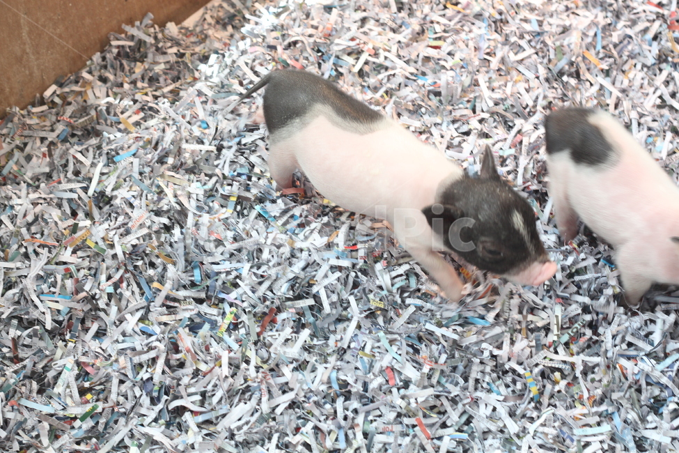 돼지,pig,animal,동물,포유류